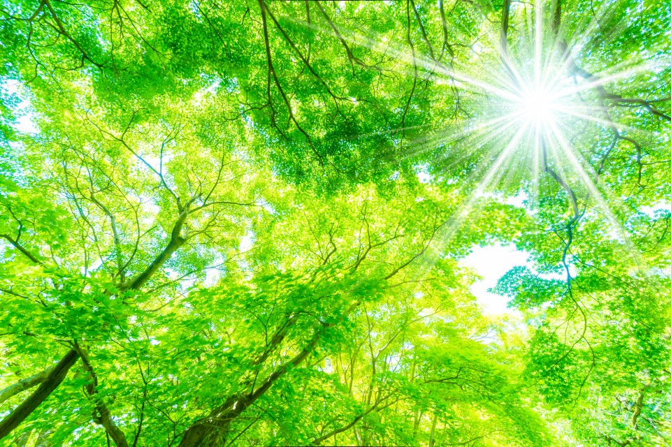 AdobeStock_314695469-960x640